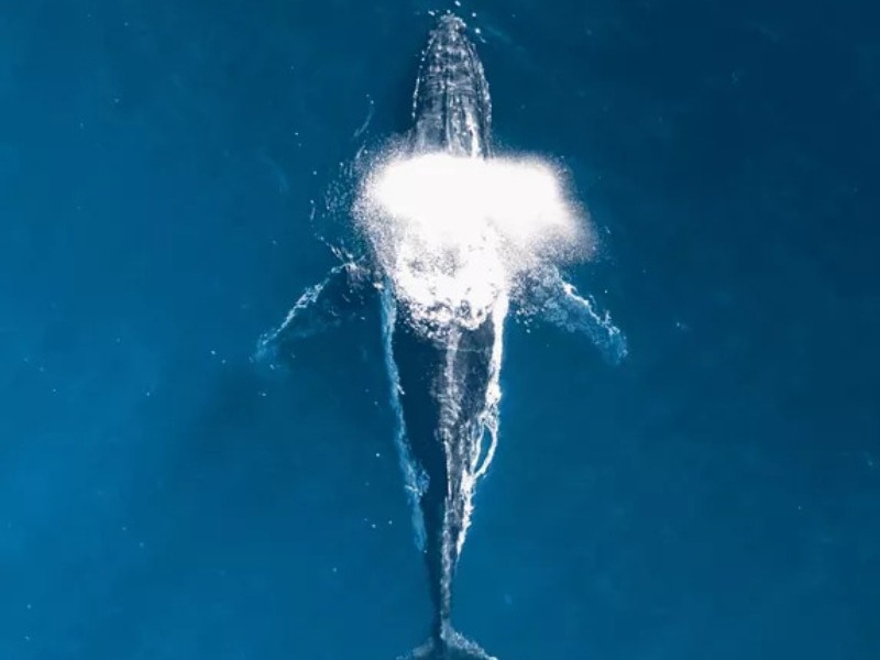 Explora Journeys Explora III Durabilité